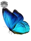 tatouage-ephemere-papillon-realiste-ultra-detaille-peau-temporary-tattoo tatouage-ephemere-papillon-realiste-ultra-detaille-peau-temporary-tattoo