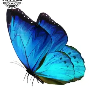 tatouage-ephemere-papillon-realiste-ultra-detaille-peau-temporary-tattoo tatouage-ephemere-papillon-realiste-ultra-detaille-peau-temporary-tattoo