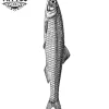 tatouage-ephemere-poisson-sardine-design-unique tatouage-ephemere-poisson-sardine-design-unique