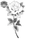 tatouage rose blanche éphémère design floral temporaire tatouage rose blanche éphémère design floral temporaire