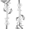 tatouage-rose-ephemere-graphique-design-floral tatouage-rose-ephemere-graphique-design-floral