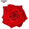 tatouage-ephemere-rose-rouge-3d-realiste tatouage-ephemere-rose-rouge-3d-realiste