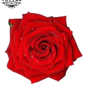 tatouage-ephemere-rose-rouge-3d-realiste