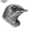 tatouage-hirondelle-ephemere-design-tete-doiseau tatouage-hirondelle-ephemere-design-tete-doiseau