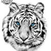 tatouage-tigre-blanc-ephemere-yeux-bleus tatouage-tigre-blanc-ephemere-yeux-bleus
