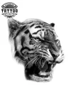 tatouage-ephemere-tigre-realiste-temporaire-et-mystique