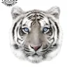 tatouage-tigre-yeux-bleus-longue-duree tatouage-tigre-yeux-bleus-longue-duree