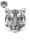 tatouage-tigre-yeux-bleus-longue-duree tatouage-tigre-yeux-bleus-longue-duree