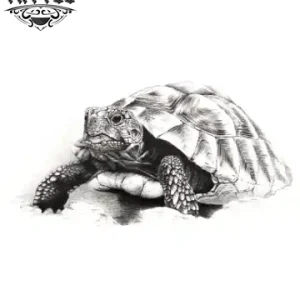 Image tatouage TORTUE éphémère Hermann design original Image tatouage TORTUE éphémère Hermann design original