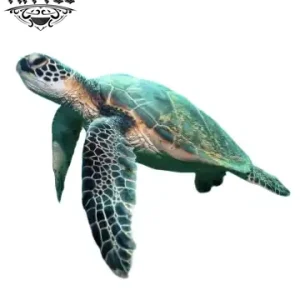 tatouage ephemere tortue realiste waterproof longue duree tatouage ephemere tortue realiste waterproof longue duree