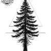 tatouage ARBRE éphémère sapin design nature durable