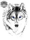tatouage-ephemere-tete-de-loup-aux-yeux-bleus-elegant-temporaire tatouage-ephemere-tete-de-loup-aux-yeux-bleus-elegant-temporaire